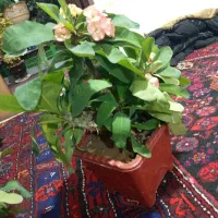 گل مرجان|گل و گیاه طبیعی|مراغه, |دیوار