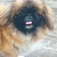 سگ گمشده|حیوانات|بندر انزلی, بی بی حوریه|دیوار