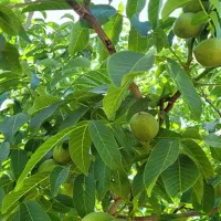درخت گردو سرپا فروش
