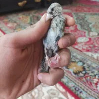 سهره تبریزی بخون همه نر هستن وروبه اتمامی از لکک