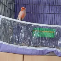 قناری برفکی روزگاری