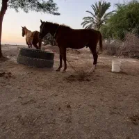 فروش مادیون همراه کره نر یک سال و نیم
