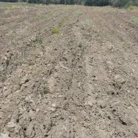 یک زمین کشاورزی جای ۲۵۰۰ متر گلخانه