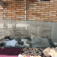 آکواریوم 6 میل بدون هیچ ضربه ای کاملا سالم