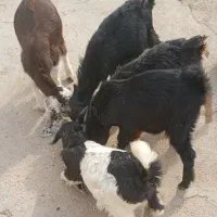 فروش4کهره نر ویک کهره ماده گله ای داشتی خوش خوراک|حیوانات مزرعه|بهبهان, |دیوار