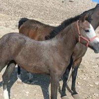 اسب|اسب و تجهیزات اسب‌سواری|شیراز, گویم|دیوار