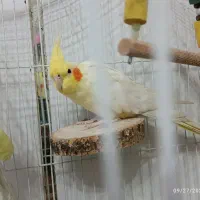 عروس هلندی لوتینو نر و ماده جوان|پرنده|قم, چهل درخت‎|دیوار