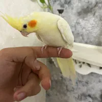 عروس هلندی ماده رام