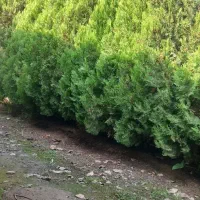 درخت کاج ۲متری