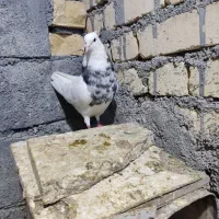 طوقی هفترنگ|پرنده|لنجان, |دیوار