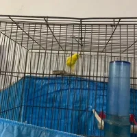 قناری|پرنده|رودبار, |دیوار