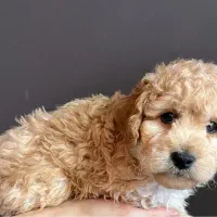 واگذاری پودل