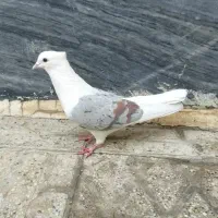 ۳ تا پرنده|پرنده|بروجرد, |دیوار