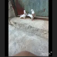 کبوتر دزدیده شد|حیوانات|یاسوج, |دیوار