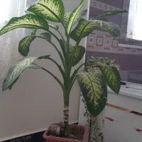 گل بزرگ وشاداب|گل و گیاه طبیعی|پیرانشهر, |دیوار