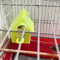 فنج نرباقفس|پرنده|یزد, |دیوار