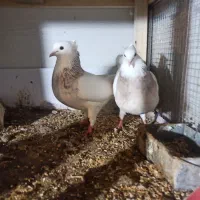 کفتر طوقی و دم سفید