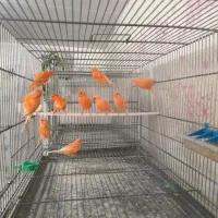 قناری رد فاکتور ،یلو فاکتور و وایت فاکتور|پرنده|مبارکه, |دیوار