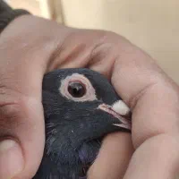 معاوضه با نر المانی