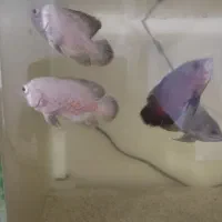 ماهی گوشتخوار اسکار