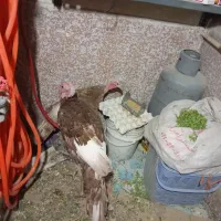 دو عدد بوقلمون مرغ بوف با چهارعددجوجه