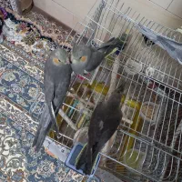 عروس هلندی پرنده قناری کفتر مرغ عشق وغیره