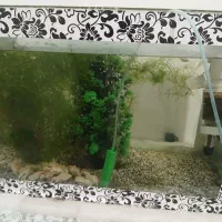 اکواریوم توافقی|ماهی|تفت, |دیوار