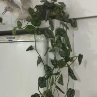 گل و گلدان|گل و گیاه طبیعی|تربتحیدریه, رضاشهر|دیوار