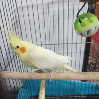 دوجفت عروس هلندی|پرنده|تهران, دولتخواه شمالی|دیوار