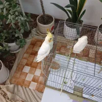 عروس هلندی لوتینو(نر)