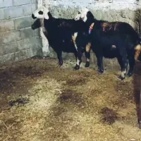 گوسفند  بره قوچ