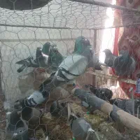 کبوتر مسافتی. کفتر سبز