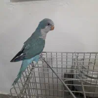 طوطی رهبران جوجه شاه