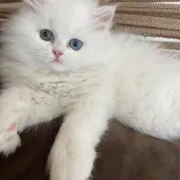 بچه گربه بریتیش پرشین چشم تا به تا