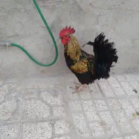 خروس سنگین مرغ تخم می گذارجوجهاولاتیی