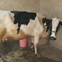 گاوشیری