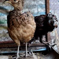مرغ و خروس پاکستانی|پرنده|ساری, |دیوار