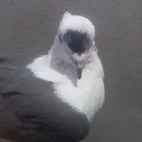 ماده شونی خوشونه اصیل|پرنده|خرم‌آباد, |دیوار