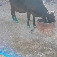 گاوفروشی|حیوانات مزرعه|باینگان, |دیوار