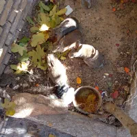 خرگوش|موش و خرگوش|ایذه, |دیوار