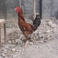 خروس ۴۰ تاج