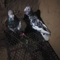 کبوتر|پرنده|فیروزه, |دیوار