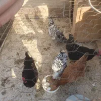 مرغ گلین|حیوانات مزرعه|گلبهار, شهر جدید گلبهار|دیوار