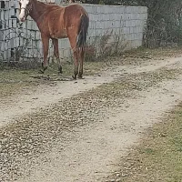 اسب نریون ومادیون سالم|اسب و تجهیزات اسبسواری|ماسال, |دیوار