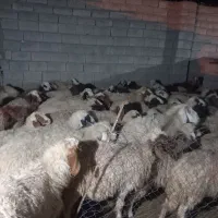 یه گله گوسفند همه شک