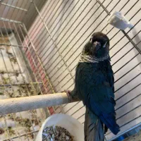 تراکوییس ویولت نر بالغ