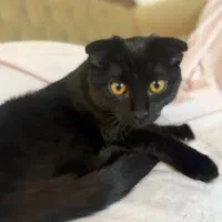 گربه های زیبای من|گربه|زنجان, |دیوار