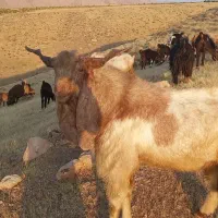 سایرین بزرگ و هیکلی|حیوانات مزرعه|کوهنانی, |دیوار