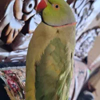 طوطی گمشده اطراف شهرک رزمندگان