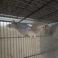 برزیلی|پرنده|تهران, شهرک استقلال|دیوار